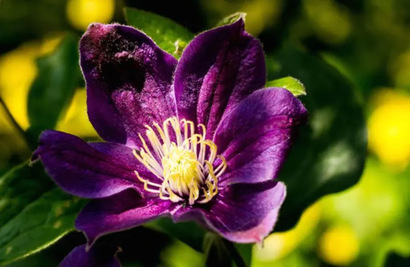 Fiori di Bach per bambini iperattivi: come calmare l'iperattività con la natura - Come preparare i fiori di Bach per i bambini fiori di bach per bambini iperattivi - Come preparare i fiori di Bach per i bambini