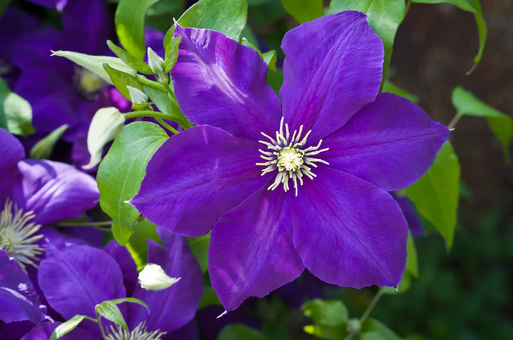 fiori che stanno all ombra - Come progettare un giardino all'ombra