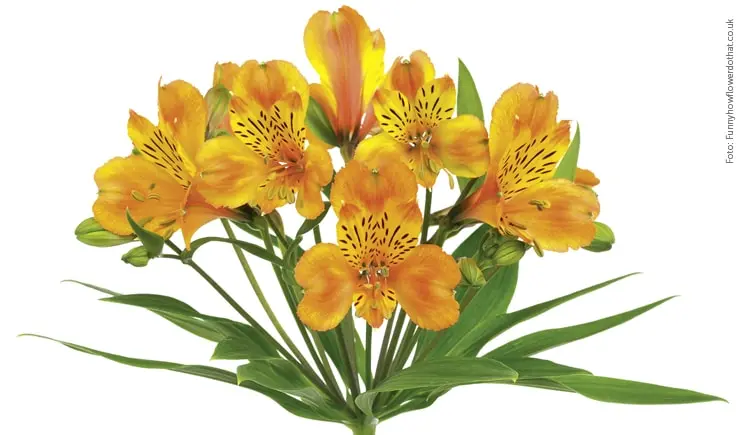 fiore astromelia - Come propagare Alstroemeria