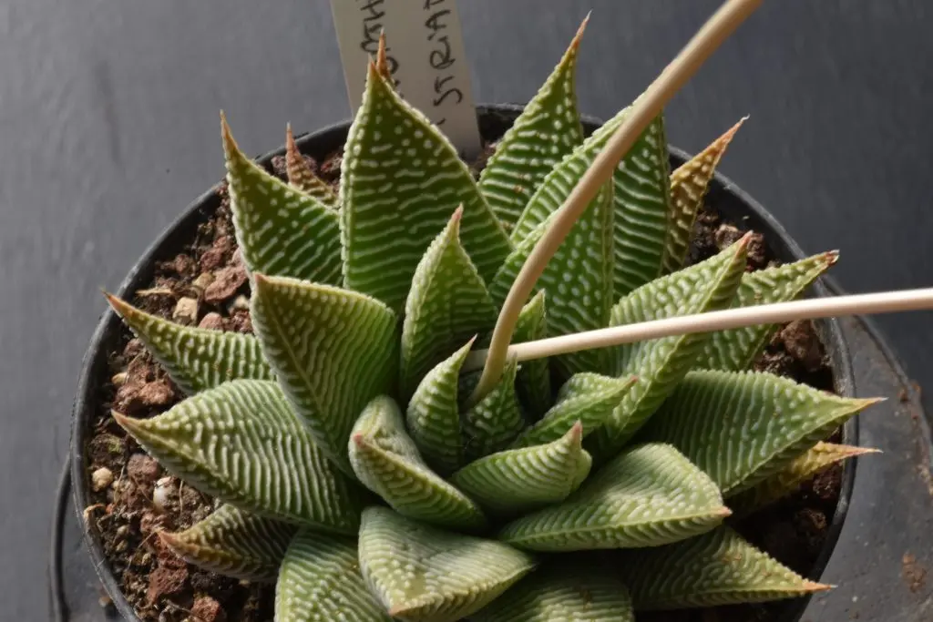 Come propagare l'Haworthia: Guida completa - Come propagare l Haworthia haworthia fiori - Come propagare l Haworthia