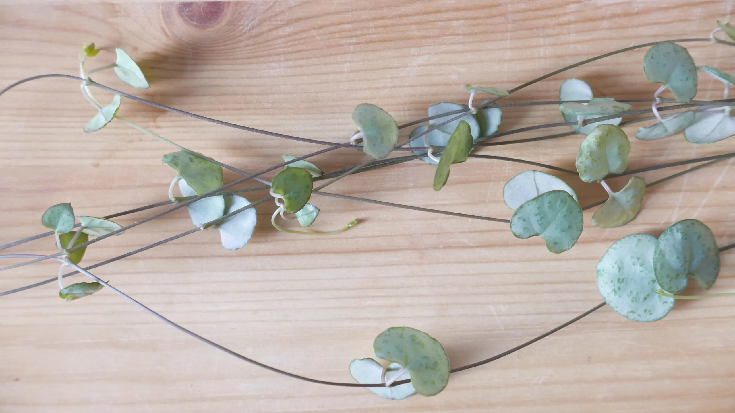 ceropegia woodii fiori - Come propagare la Ceropegia