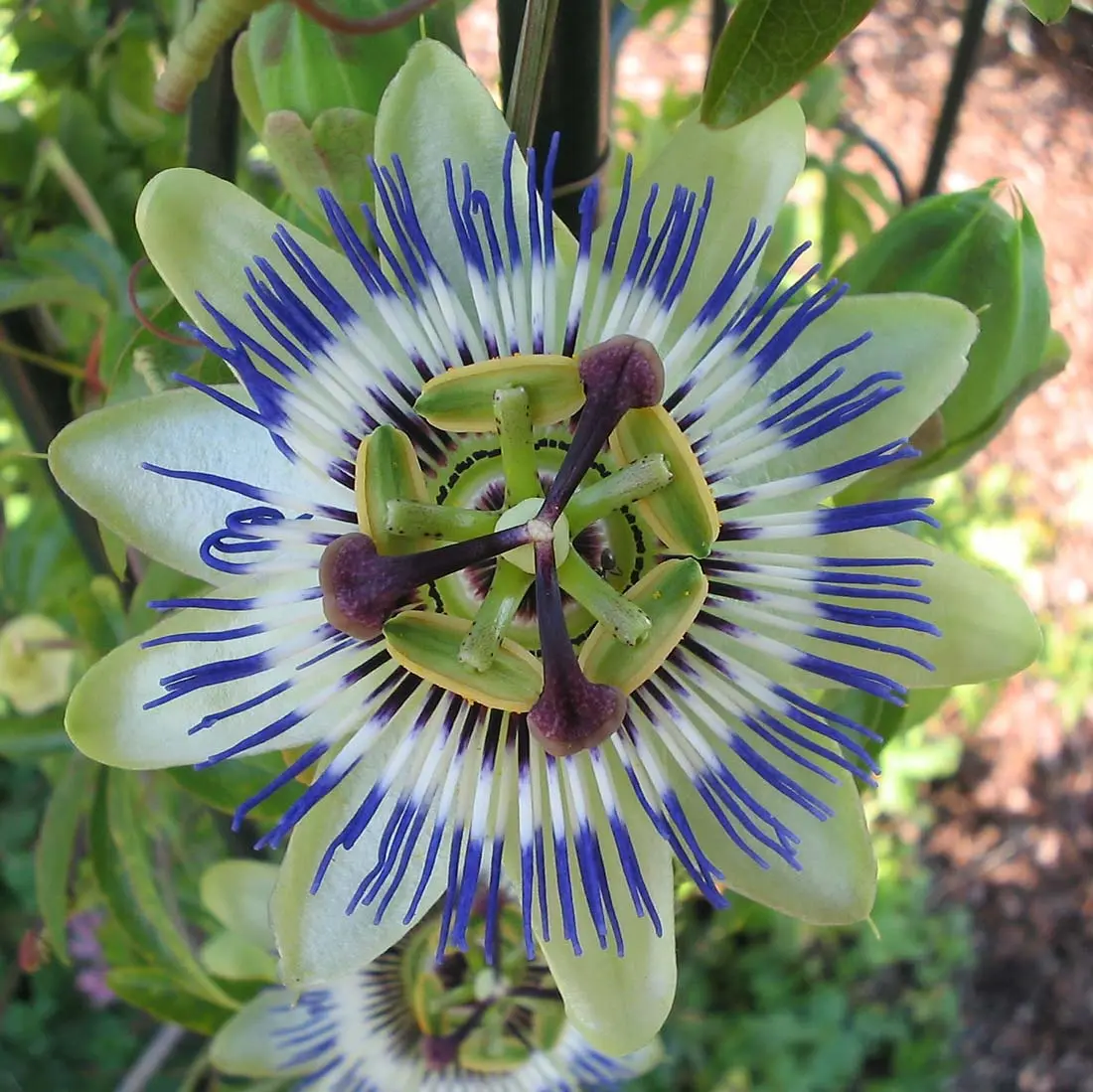 fiori della passione - Come proteggere la Passiflora in inverno