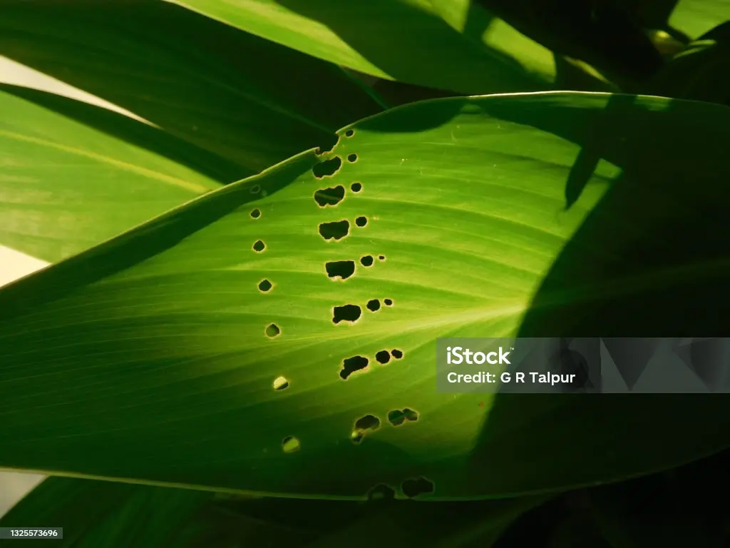 Come pulire le foglie dell’Aspidistra - Come pulire le foglie dell Aspidistra aspidistra fiorita - Come pulire le foglie dell Aspidistra