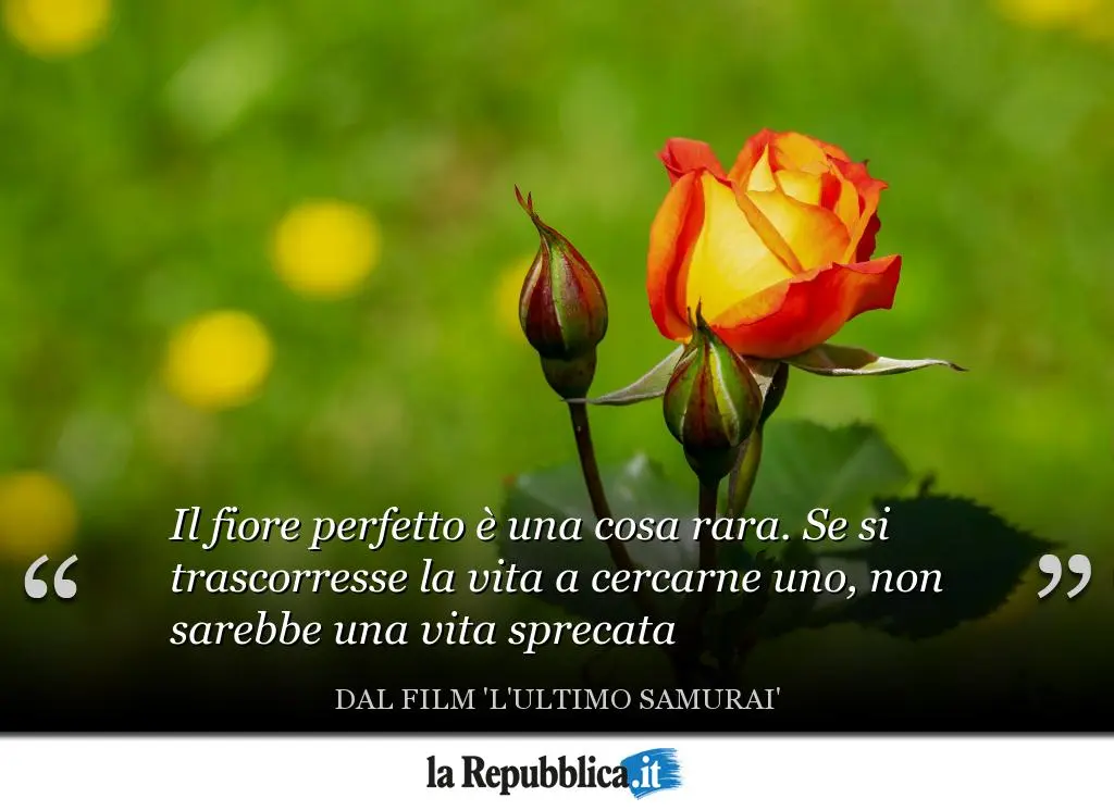 Il fiore perfetto è una cosa rara - Come questi germogli stiamo tutti morendo il fiore perfetto è una cosa rara - Come questi germogli stiamo tutti morendo