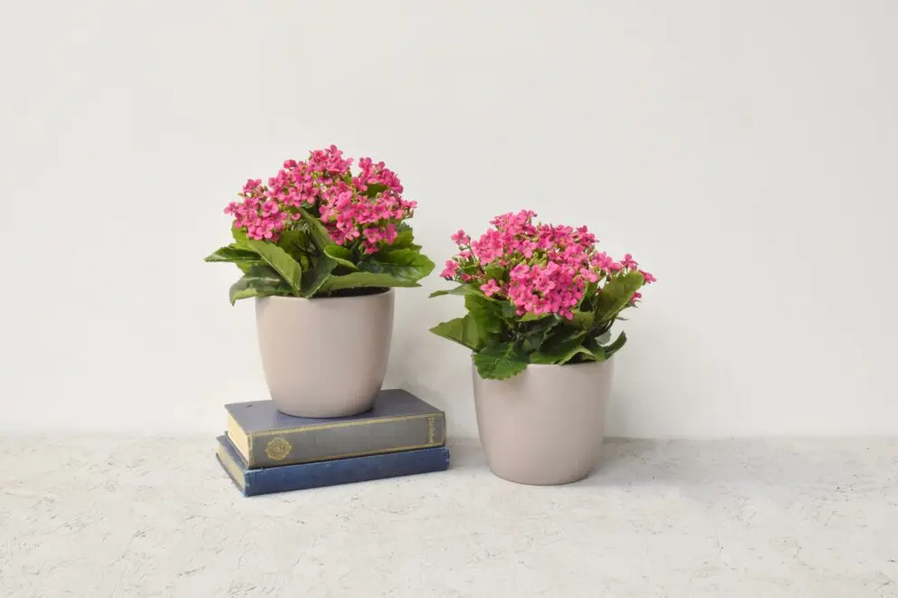 come pulire i fiori finti - Come ravvivare il colore dei fiori finti