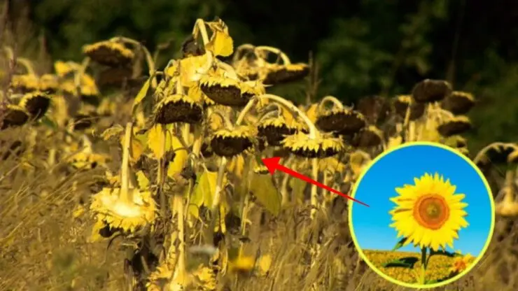 Girasoli secchi: cosa fare? - Come rianimare un girasole girasole fiore secco cosa fare - Come rianimare un girasole