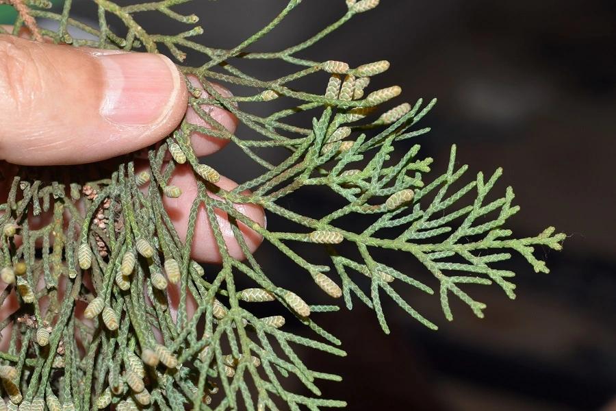 fiore cipresso - Come riconoscere i cipressi