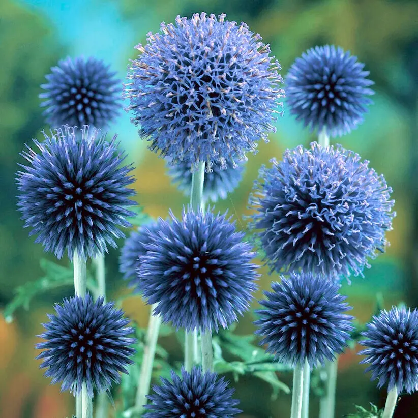cardo fiore blu - Come riconoscere il cardo selvatico
