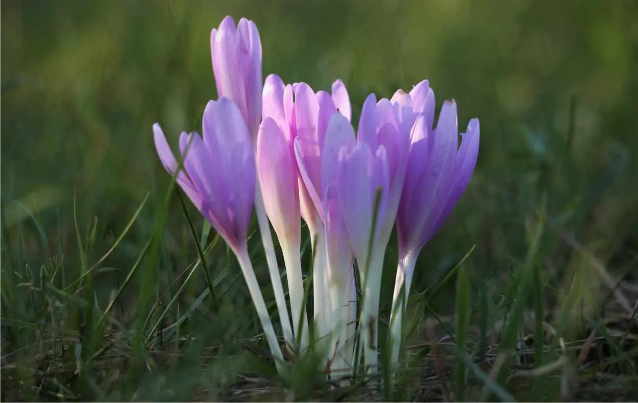 fiore zafferano selvatico - Come riconoscere il falso zafferano