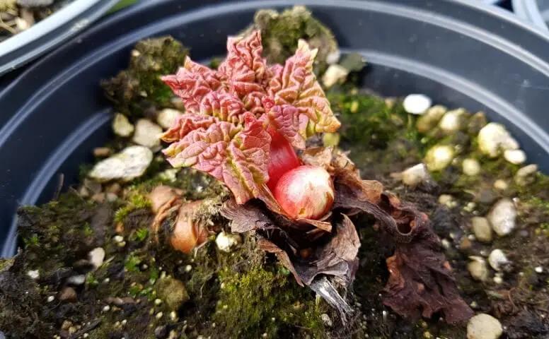 fiore rabarbaro - Come riconoscere il rabarbaro