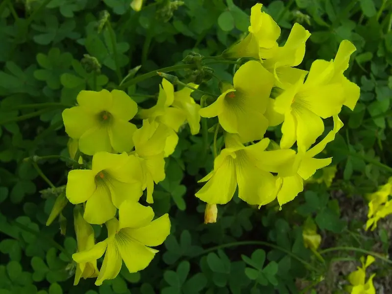 trifoglio con fiori gialli - Come riconoscere il trifoglio