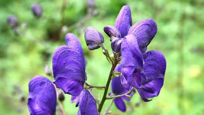 aconito fiore - Come riconoscere l Aconito