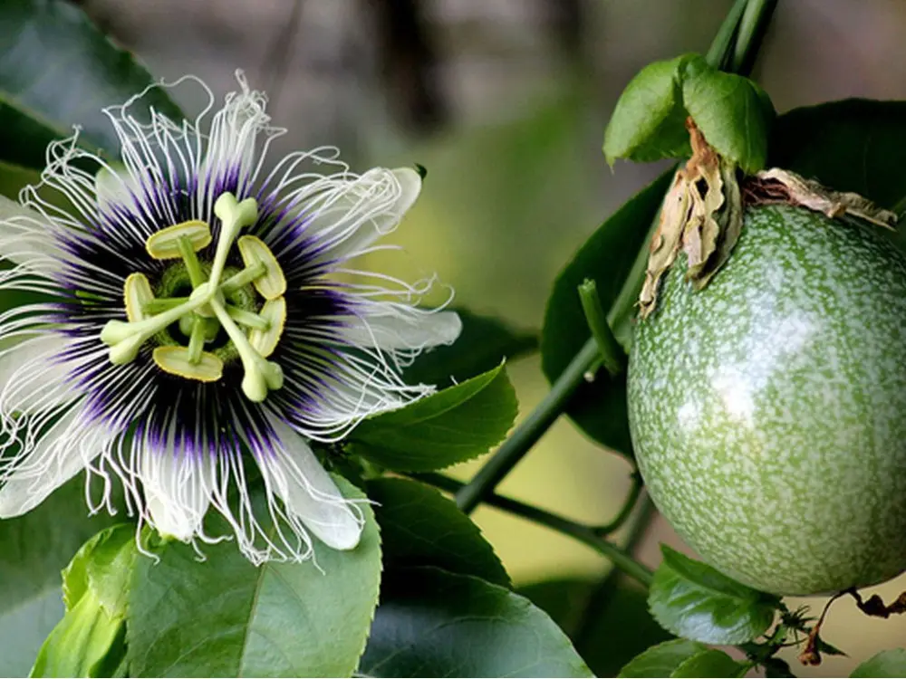 fiore della passione frutto commestibile - Come riconoscere la passiflora commestibile