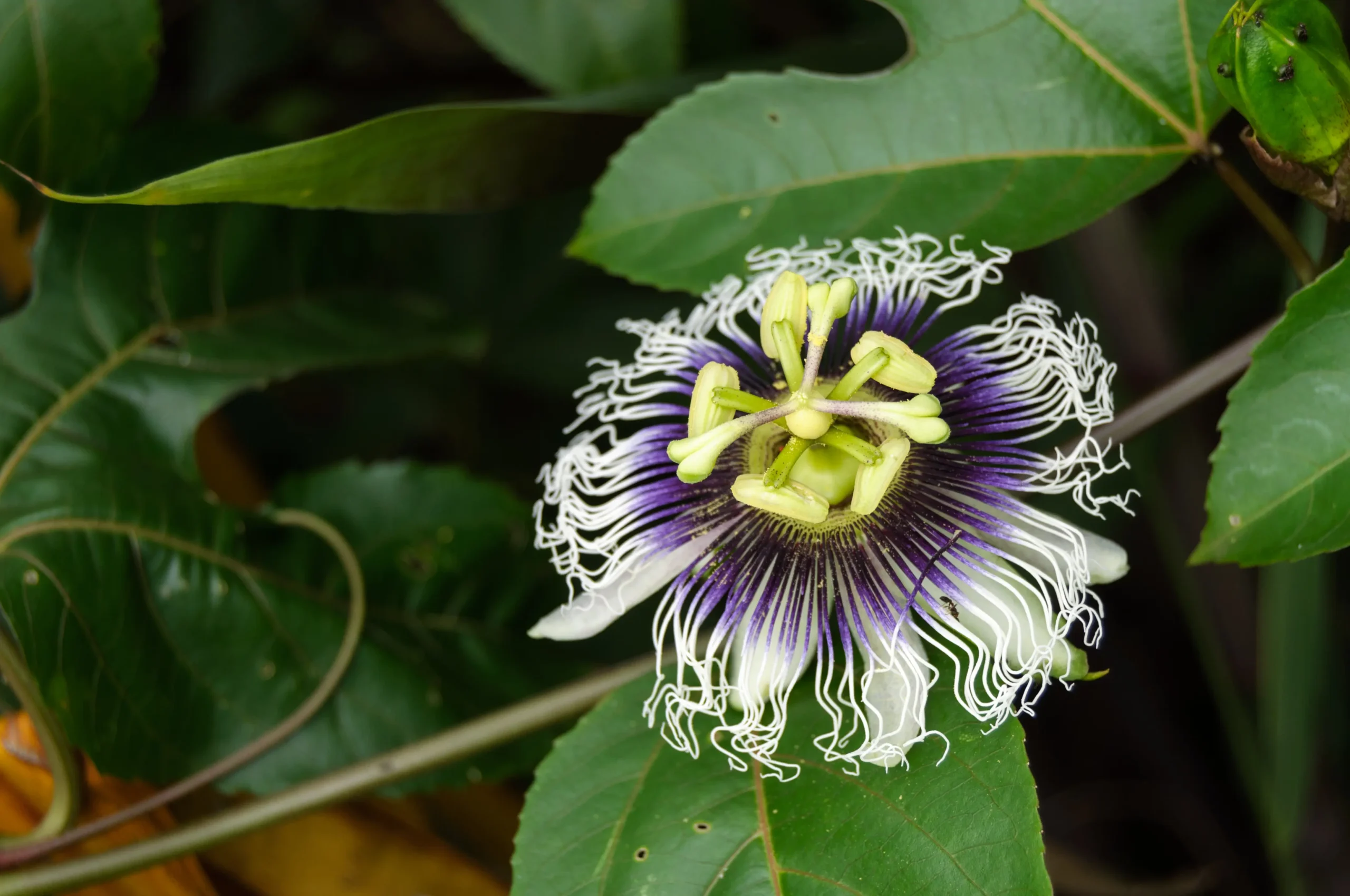 passiflora edulis fiore - Come riconoscere la Passiflora edulis