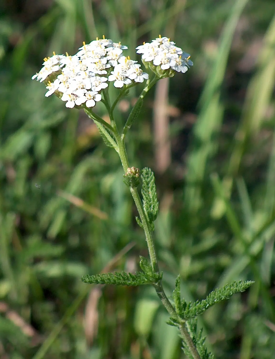 fiori di achillea - Come riconoscere la pianta di achillea