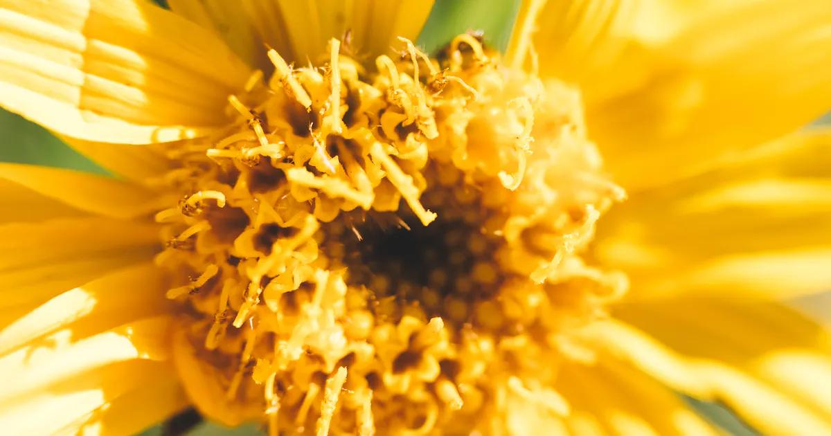 arnica fiore - Come riconoscere la pianta di Arnica