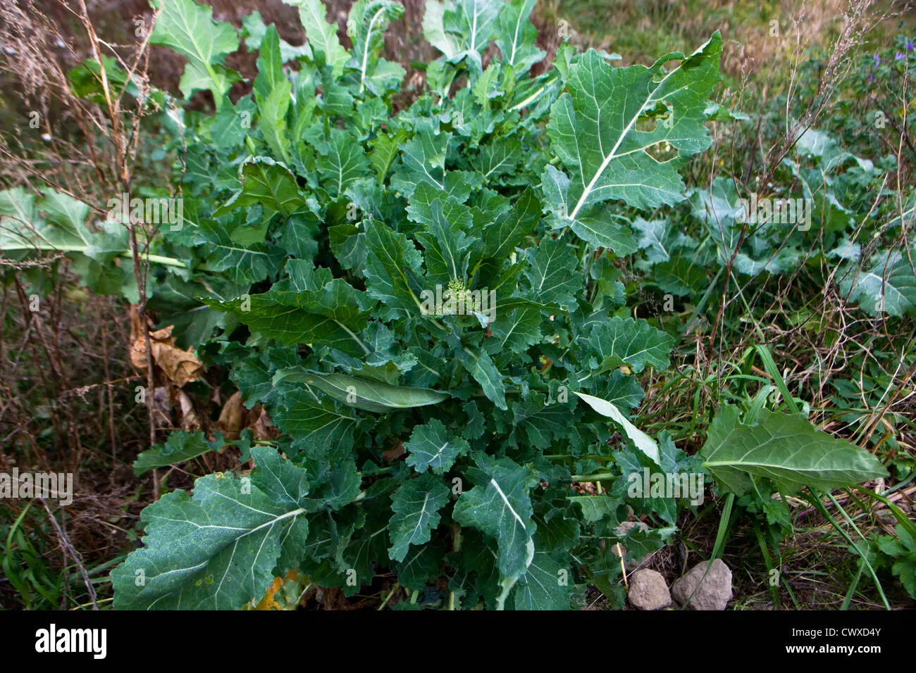 rapa selvatica fiori bianchi - Come riconoscere le cime di rapa selvatiche