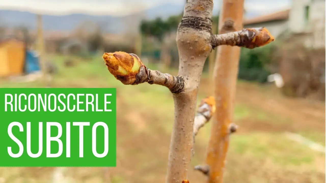 gemma a fiore gemme a legno - Come riconoscere le gemme a frutto del melo