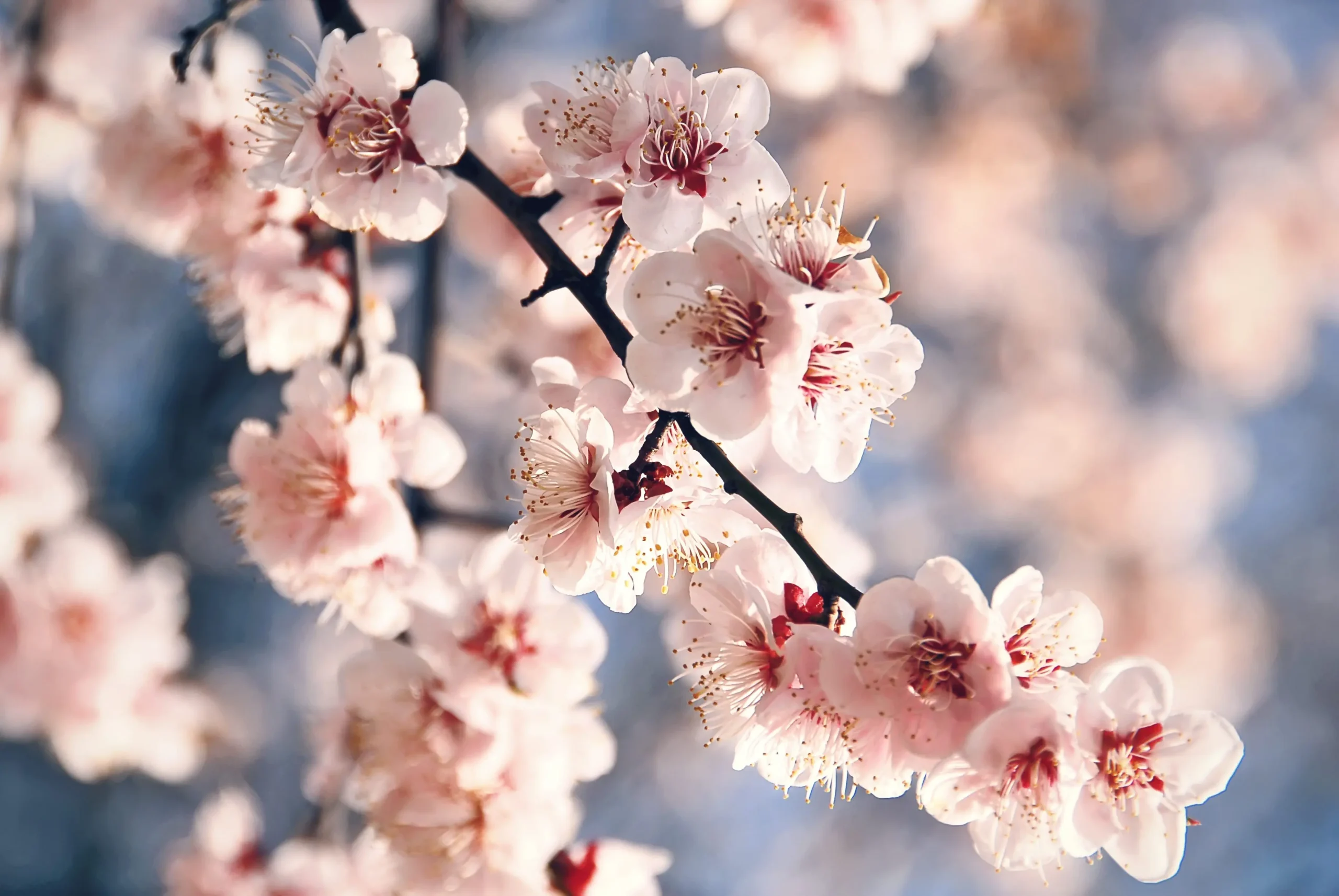 fiori di pesco e ciliegio differenza - Come riconoscere un albero di ciliegio