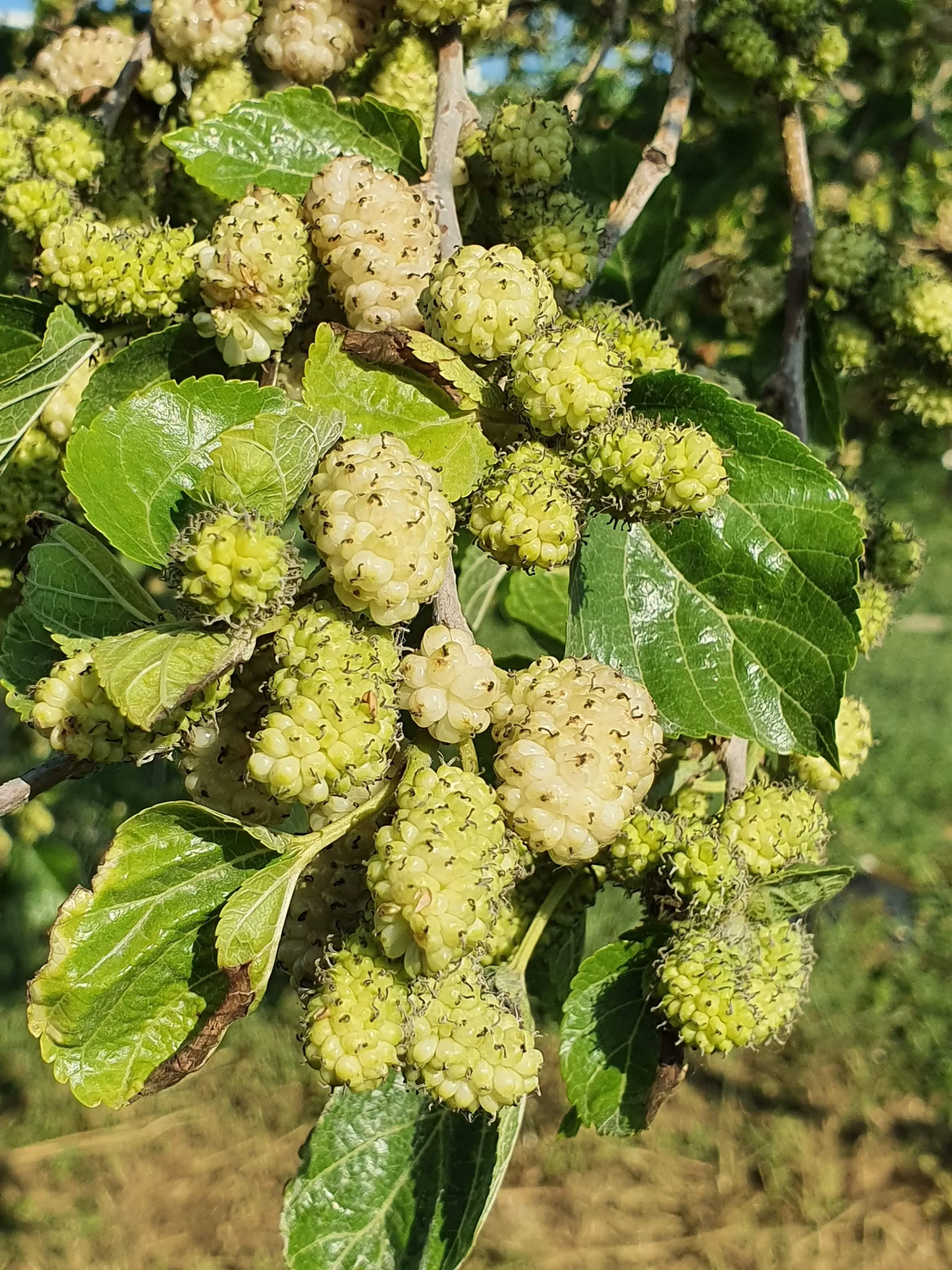 fiore di gelso - Come riconoscere un albero di gelso