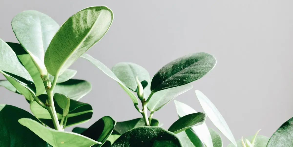 Ficus Benjamin Fiori: Una guida completa per la cura e la coltivazione - Come rinvigorire il Ficus ficus benjamin fiori - Come rinvigorire il Ficus