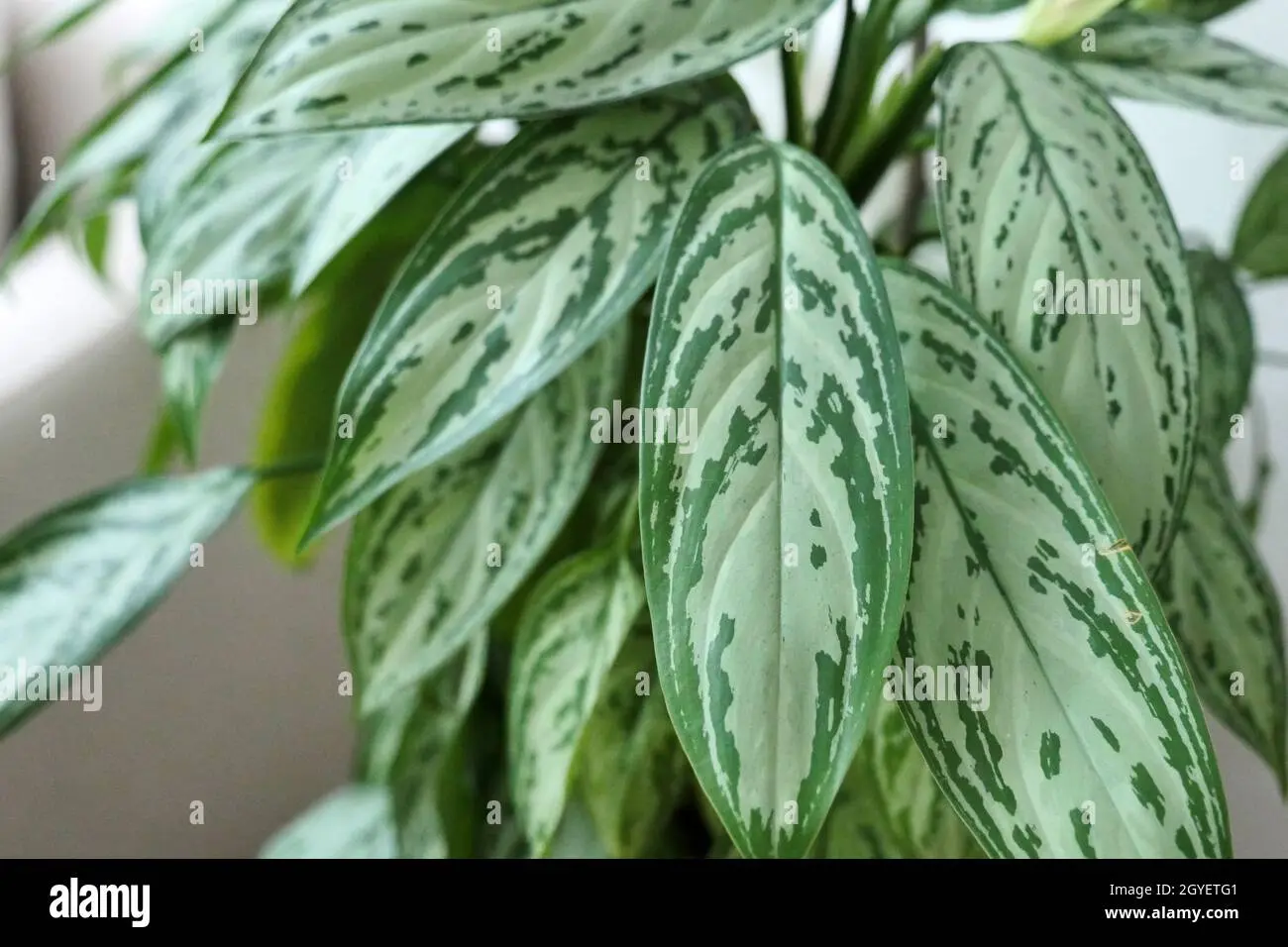 Aglaonema Fiore: Una pianta ornamentale perenne che si adatta bene all'appartamento - Come riprodurre Aglaonema aglaonema fiore - Come riprodurre Aglaonema
