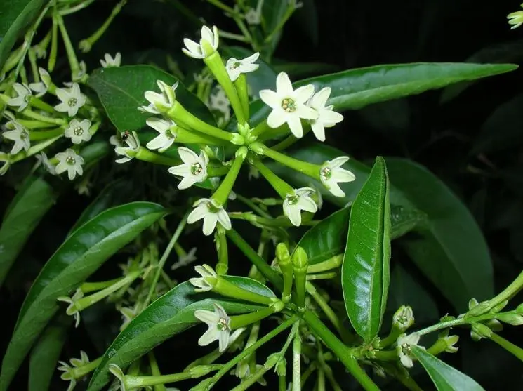 Gelsomino Notturno Fiore: Il profumo della notte - Come riprodurre Cestrum Nocturnum gelsomino notturno fiore - Come riprodurre Cestrum Nocturnum