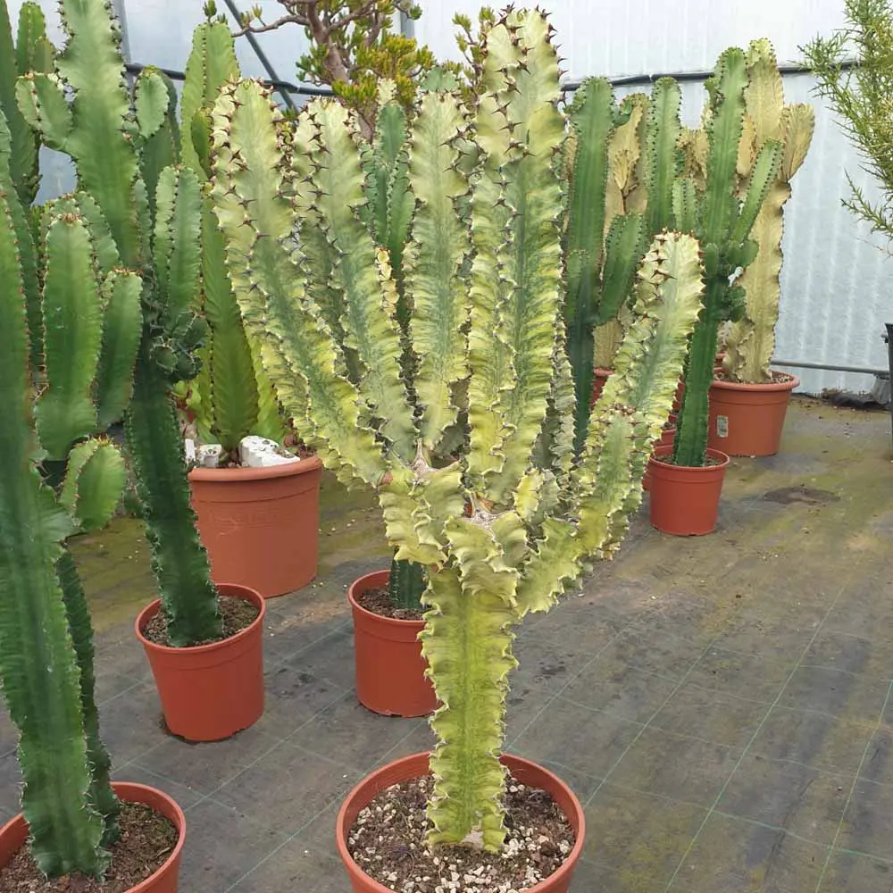 La Euphorbia Eritrea Fiore: Una Pianta Afmaravilloso - Come riprodurre Euphorbia Eritrea euphorbia eritrea fiore - Come riprodurre Euphorbia Eritrea