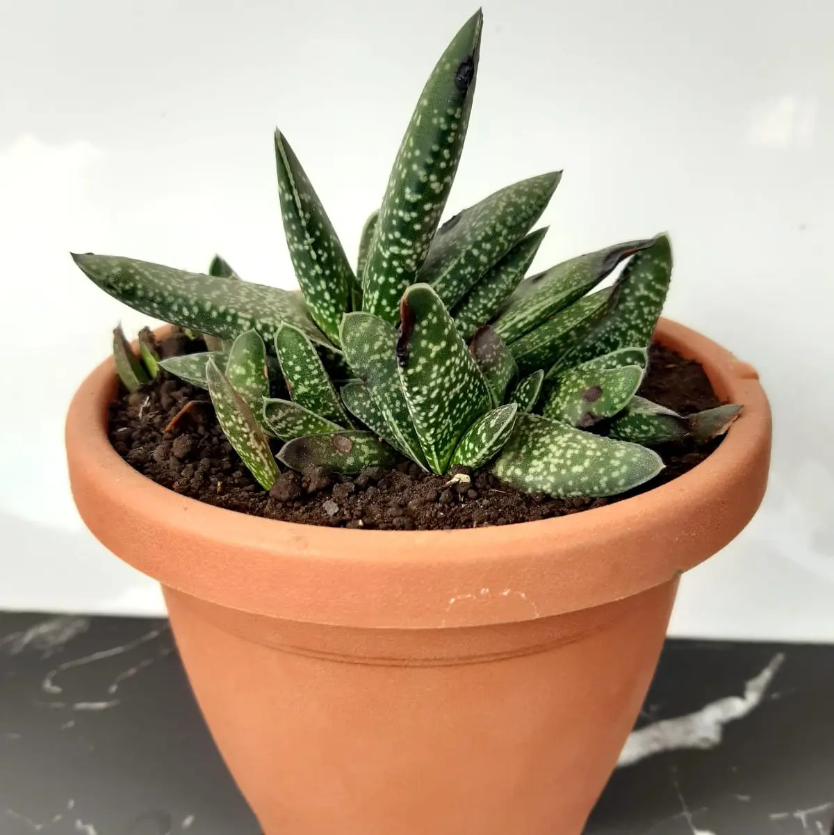 gasteria fiori - Come riprodurre la gasteria