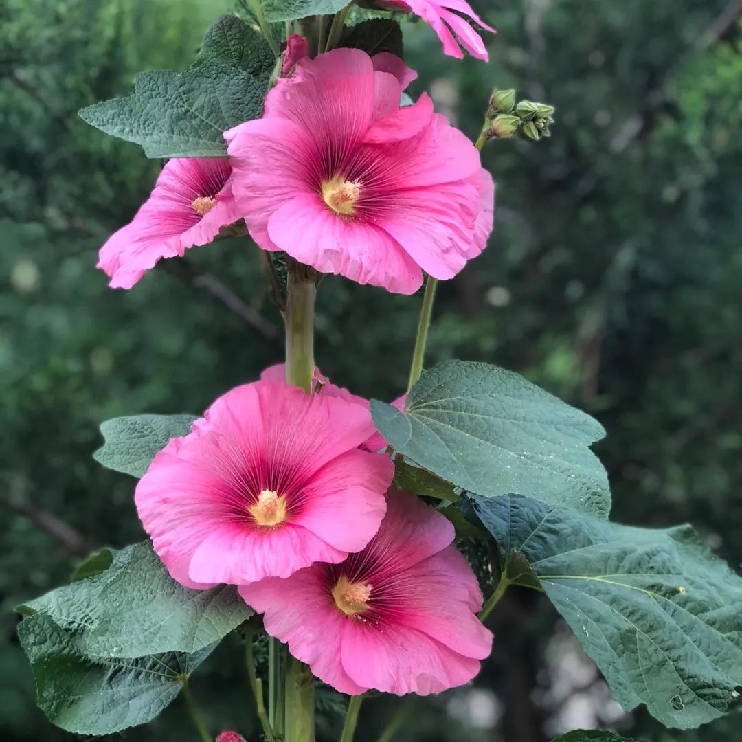 Il malvone: un fiore spettacolare per il tuo giardino