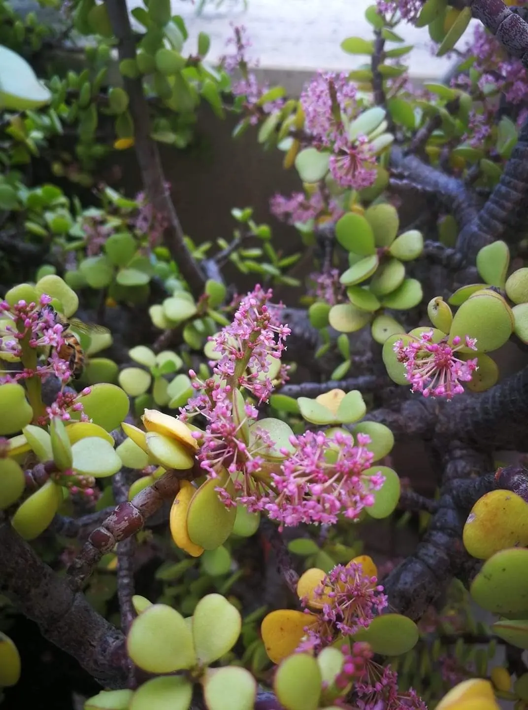 Portulacaria Afra Fiore: una guida completa per la coltivazione di questa pianta succulenta - Come riprodurre la Portulacaria Afra portulacaria afra fiore - Come riprodurre la Portulacaria Afra