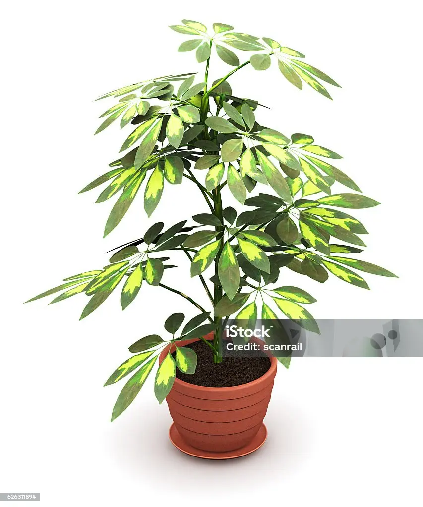 schefflera arboricola fiori - Come riprodurre la Schefflera arboricola