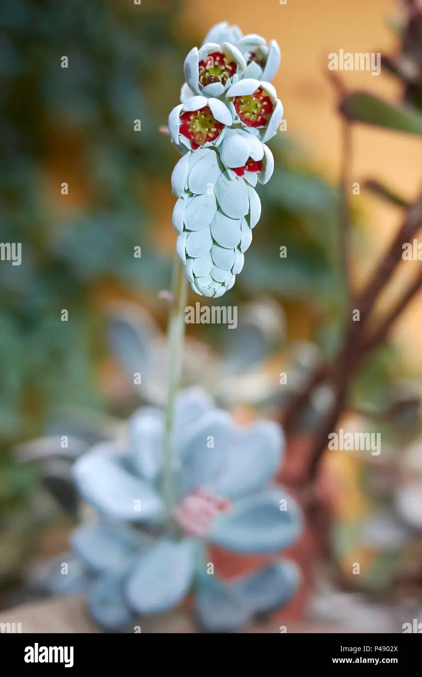 Come riprodurre le piante succulente - Come riprodurre le piante succulente pachyphytum fiore - Come riprodurre le piante succulente