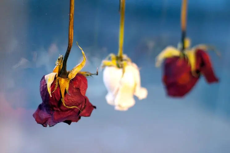 come seccare i fiori mantenendo il colore - Come seccare le rose e mantenere il colore