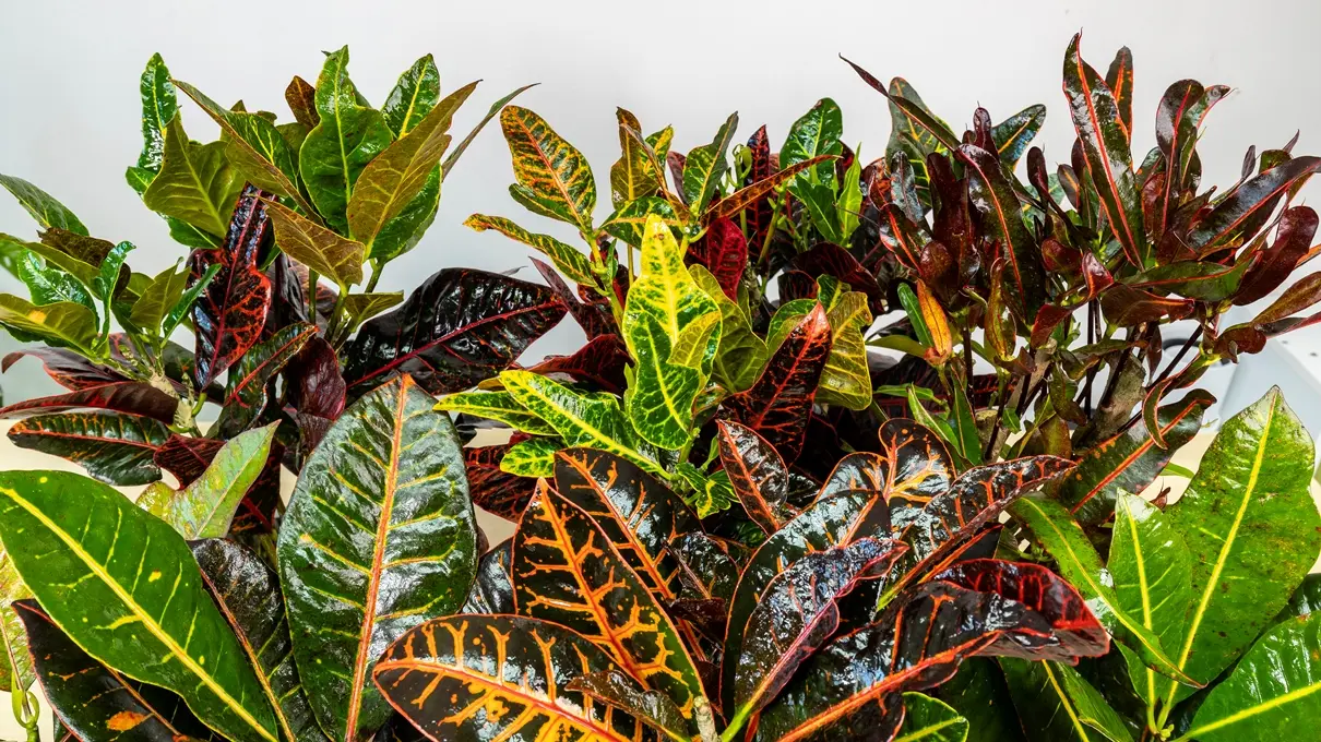 fiore croton - Come si annaffia il Croton