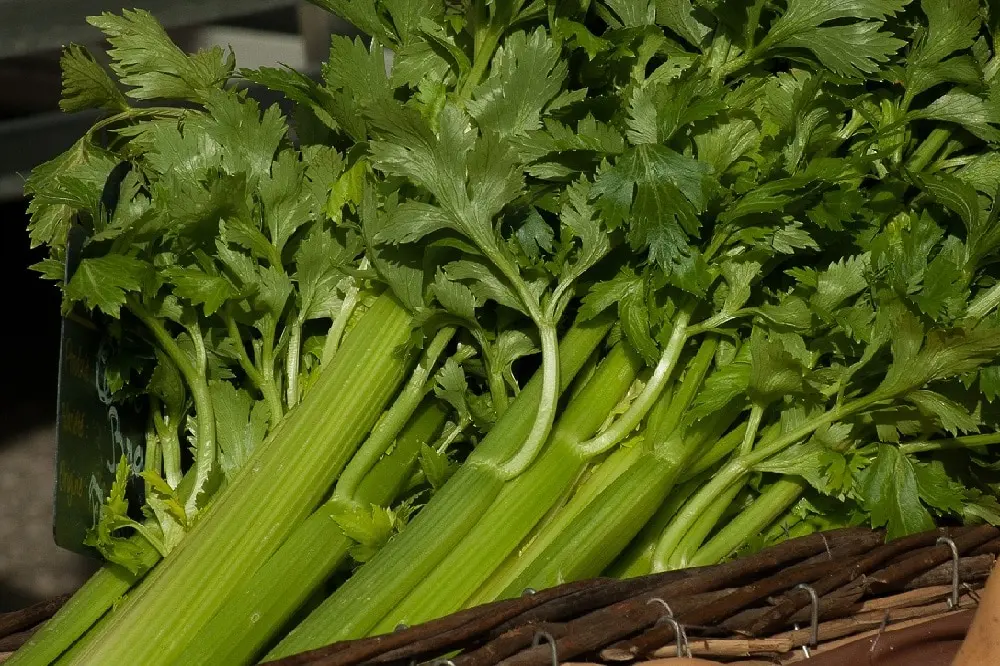 fiore di sedano - Come si annaffia il sedano