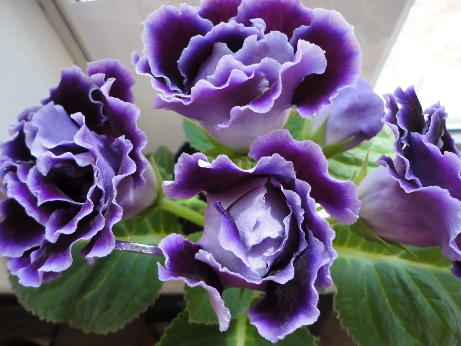 Gloxinia Fiore: Tutto quello che devi sapere - Come si annaffia la gloxinia gloxinia fiore - Come si annaffia la gloxinia