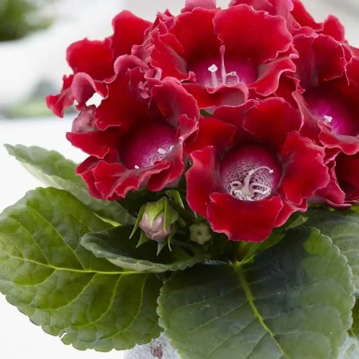 Gloxinia fiore: coltivazione, annaffiatura e cura dei bulbi