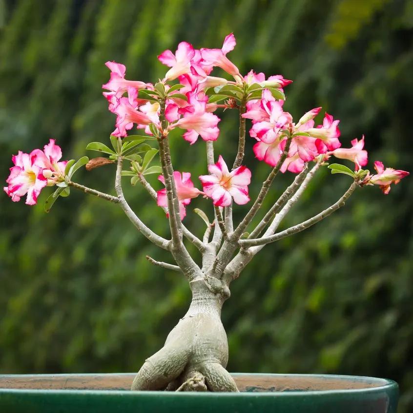 Fiore del deserto pianta: una guida completa sulla cura dell'Adenium Obesum - Come si annaffia la rosa del deserto fiore del deserto pianta - Come si annaffia la rosa del deserto
