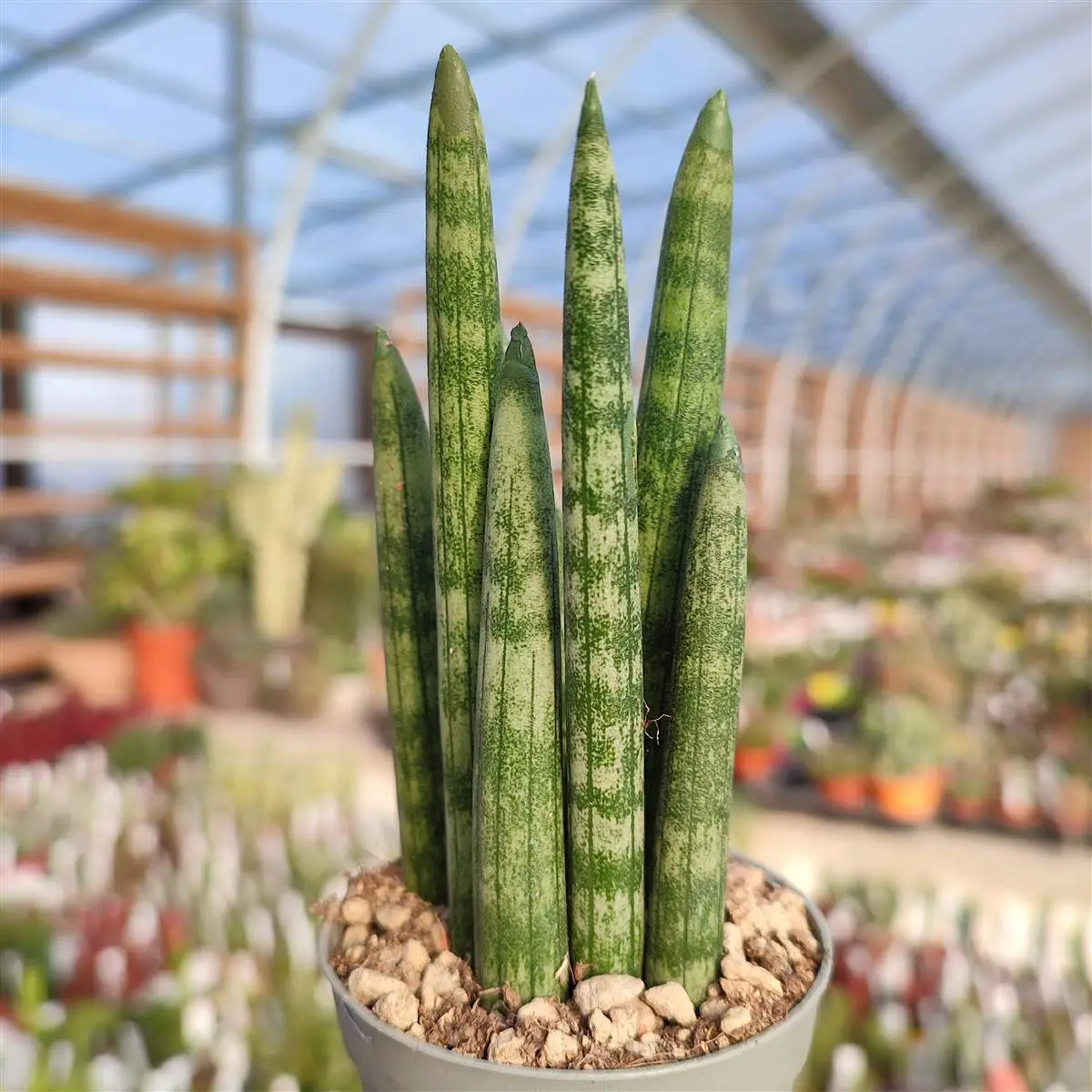 sansevieria cylindrica fiore - Come si annaffia la Sansevieria cylindrica