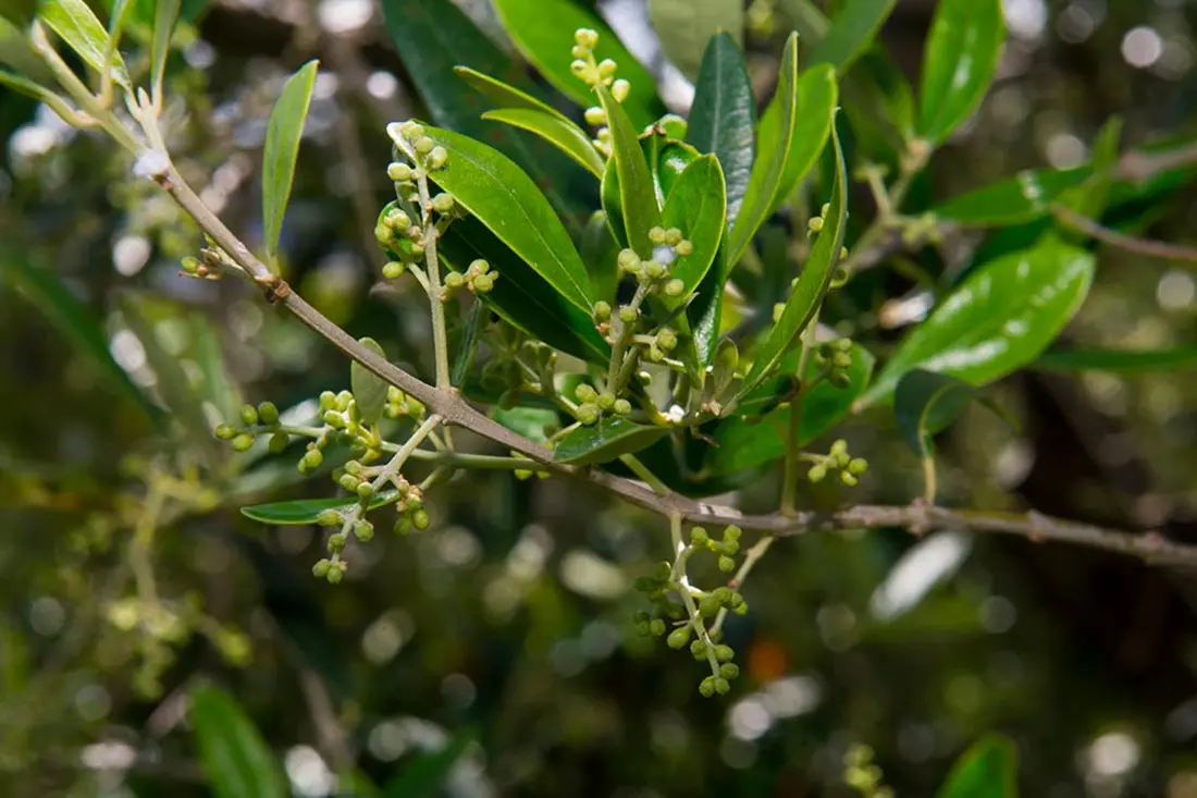 fiori ulivo - Come si chiama il fiore degli ulivi
