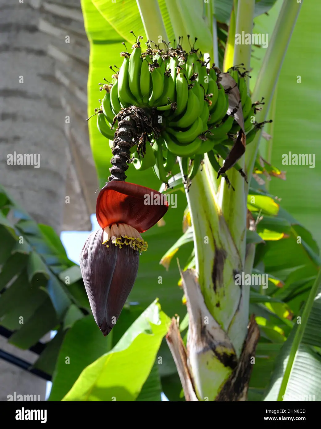 Fiore di Banano: il fiore commestibile e decorativo - Come si chiama il fiore del banano fiore di banano - Come si chiama il fiore del banano