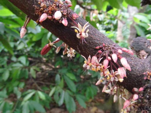 fiore del cacao - Come si chiama il fiore del cacao