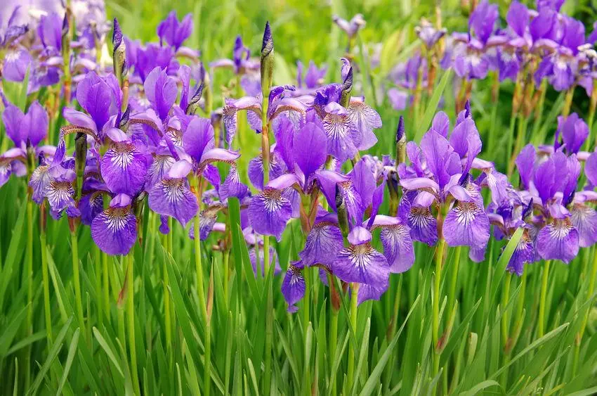 Fiori di Giaggiolo: una storia antica e afmaravilloso - Come si chiama il fiore del giaggiolo fiori di giaggiolo - Come si chiama il fiore del giaggiolo