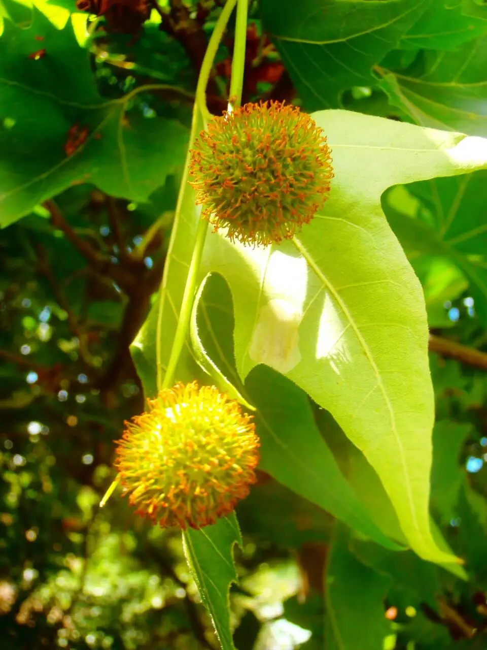 Il Platano Fiore: Un'albero Maestoso dalla Bellezza Unica - Come si chiama il fiore del platano platano fiore - Come si chiama il fiore del platano