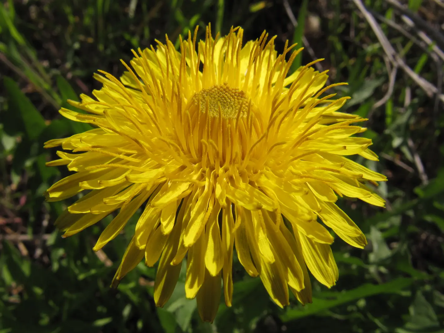 Piscialetto Fiori: Un Fiore Dal Significato Profondo - Come si chiama il fiore del tarassaco piscialetto fiori - Come si chiama il fiore del tarassaco