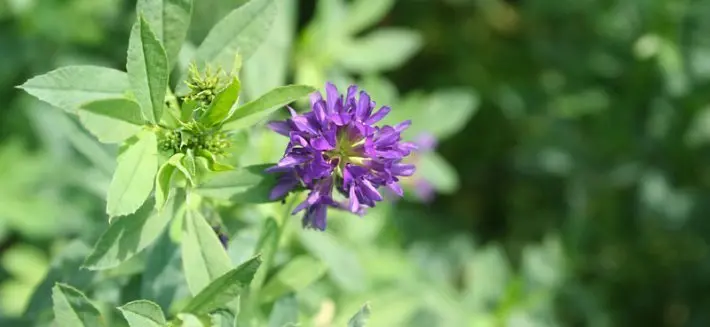 erba medica fiori - Come si chiama il fiore dell'erba medica
