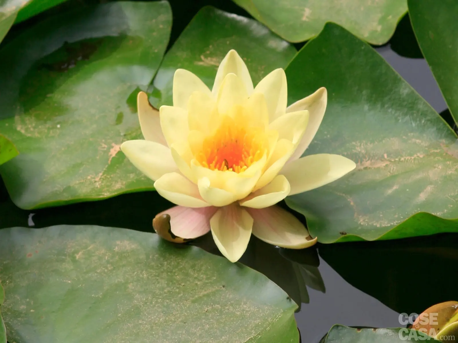 fiore di ninfea - Come si chiama il fiore delle ninfee