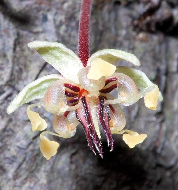 fiore del cacao - Come si chiama il frutto del cacao