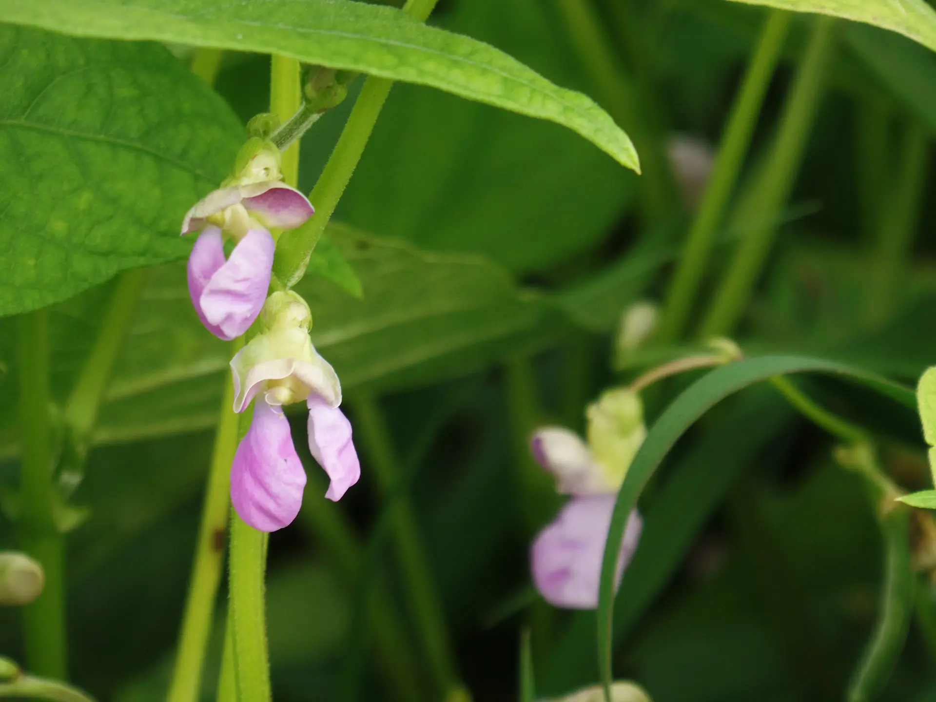 Fiore di Fagiolo: Un'elegante pianta rampicante - Come si chiama il frutto del fagiolo fiore di fagiolo - Come si chiama il frutto del fagiolo